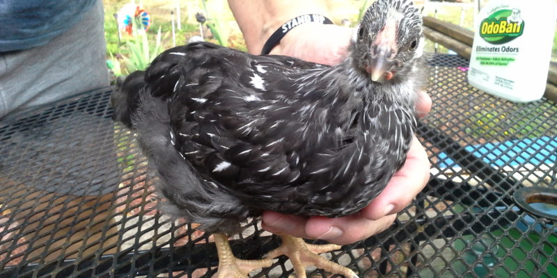 chicken name contest