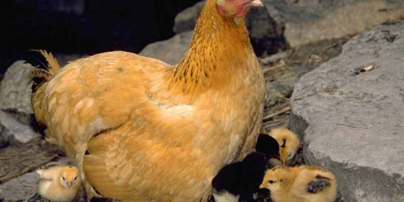 Name the Chicken