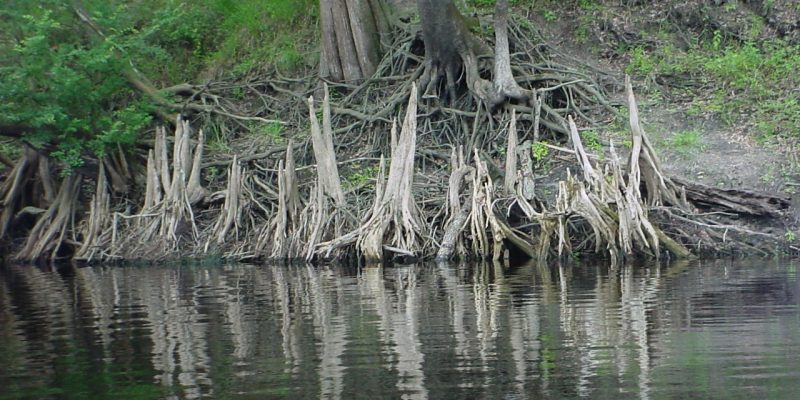 Suwannee River Cypress