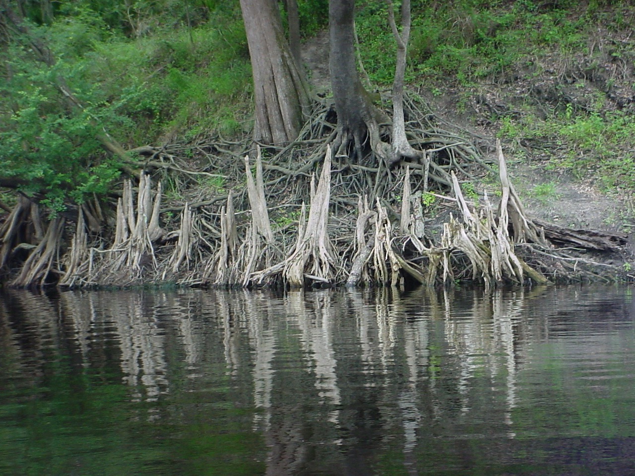 Suwannee River Cypress