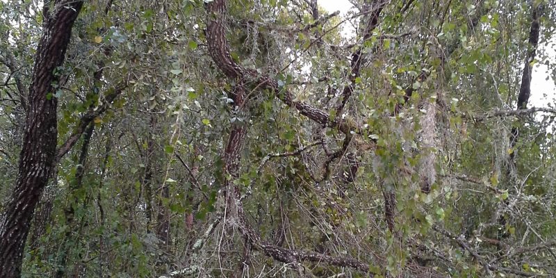 Hurricane Irma Damage